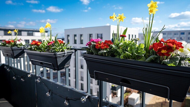 Frühlingsblumen auf einem Balkon in Köln