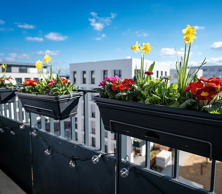 Frühlingsblumen auf einem Balkon in Köln