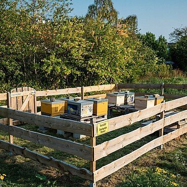 Neben dem Gemeinschaftsgarten stehen Bienenstöcke im Waldbadviertel in Ostheim