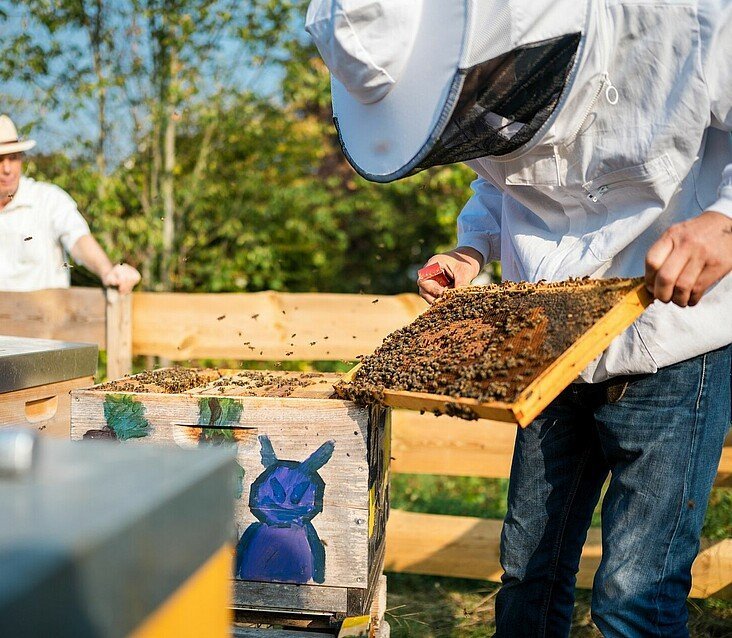 Imker Matthias Roth betrachtet eine Brutraumwabe aus dem Bienenstock im Waldbadviertel