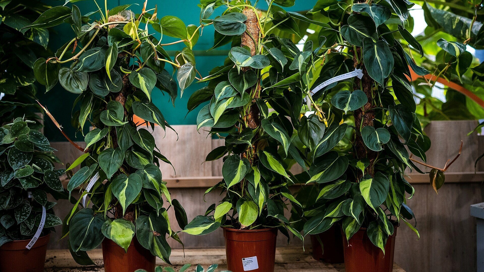 Pflegeleichte Zimmerpflanze Philodendron