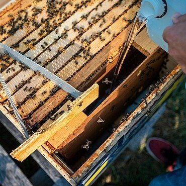 Aus einem Kanister wird Maissirup in den Bienenstock-Futterkasten im Waldbadviertel in Ostheim gefüllt